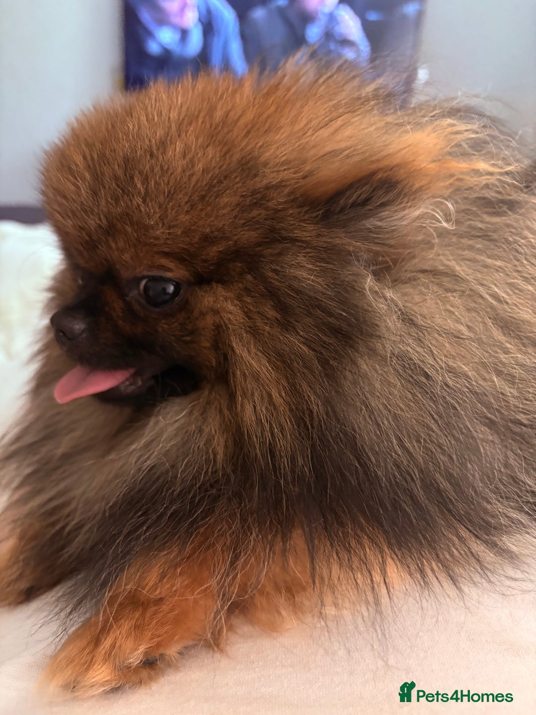 Pomchi dogs for sale: 3/4 Pomeranian 1/4 chihuahua  rainbow litter - Image 8