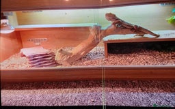 Dragon reptiles for sale: Bearded dragon - Image 3
