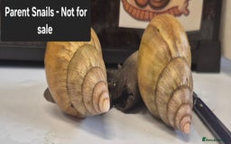 Snails invertebrates for sale: Giant Land Snail Babies - Image 18