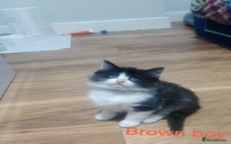 Mixed Breed cats for sale: Beautyfull fluffy kittens ragcoon - tuxedo cross  - Image 11
