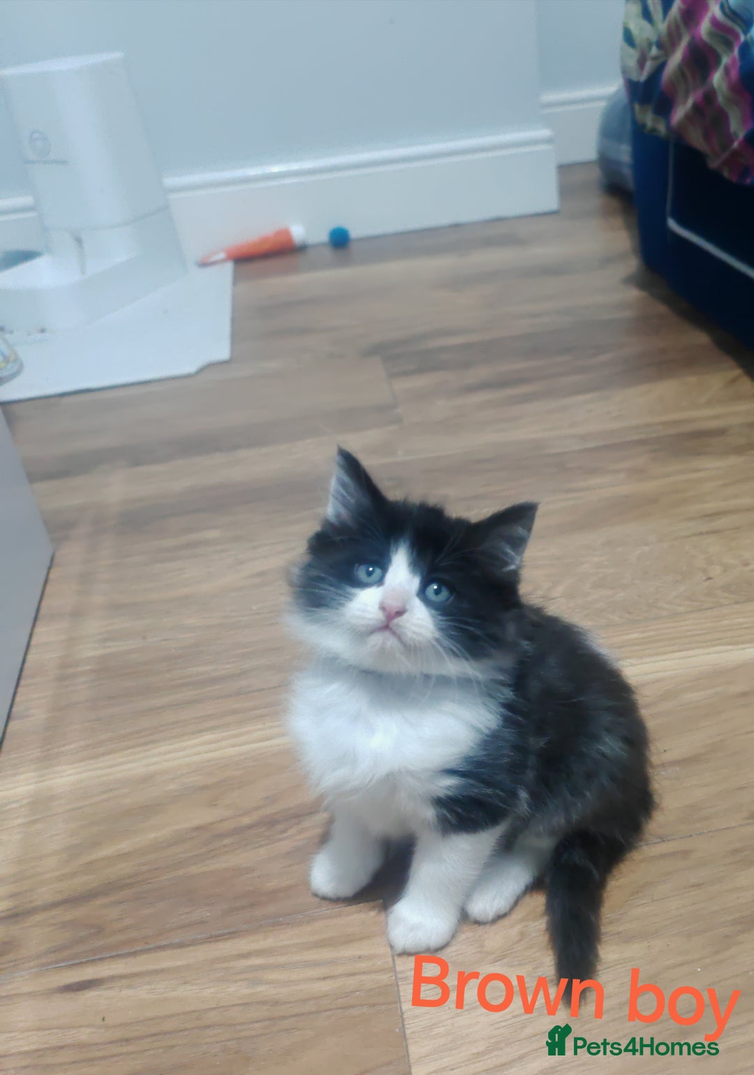 Mixed Breed cats for sale: Beautyfull fluffy kittens ragcoon - tuxedo cross  - Image 11