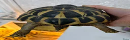 Hermann Tortoise reptiles for sale: Lovely tortoise and vivarium available  in Lichfield - Advert 6
