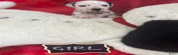 Dalmatian dogs for sale: Top quality Dalmatian puppies 5* homes  - Advert 32