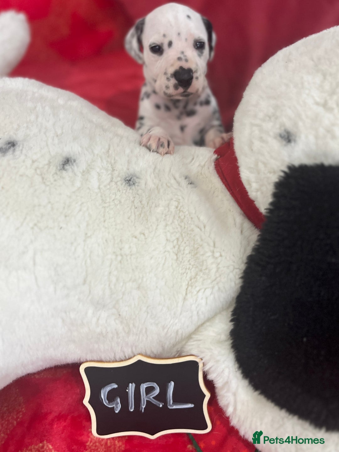 Dalmatian dogs for sale: Top quality Dalmatian puppies 5* homes  - Advert 32