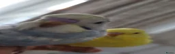 Budgerigars birds for sale: Budgies  READ DESCRIPTION!!! - Advert 3