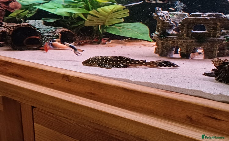Plecos fish - Advert 9