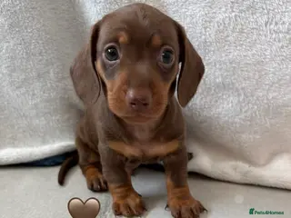 Miniature Dachshund dogs 1 Miniature Dachshund Puppy Left *Ready Now!* - Advert 12