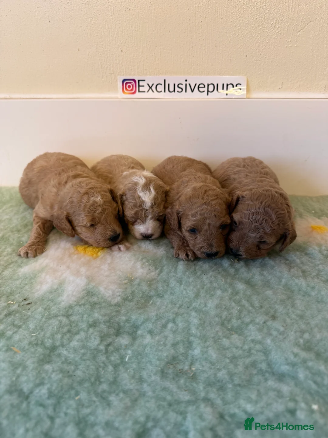 Miniature Poodle dogs for sale: 🧬✅KENNEL CLUB REGISTERED MINIATURE POODLES   - Advert 7