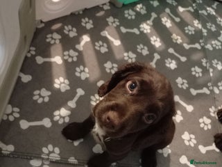 Sprocker dogs Last girl available adorable sprocker spaniel pup - Advert 6