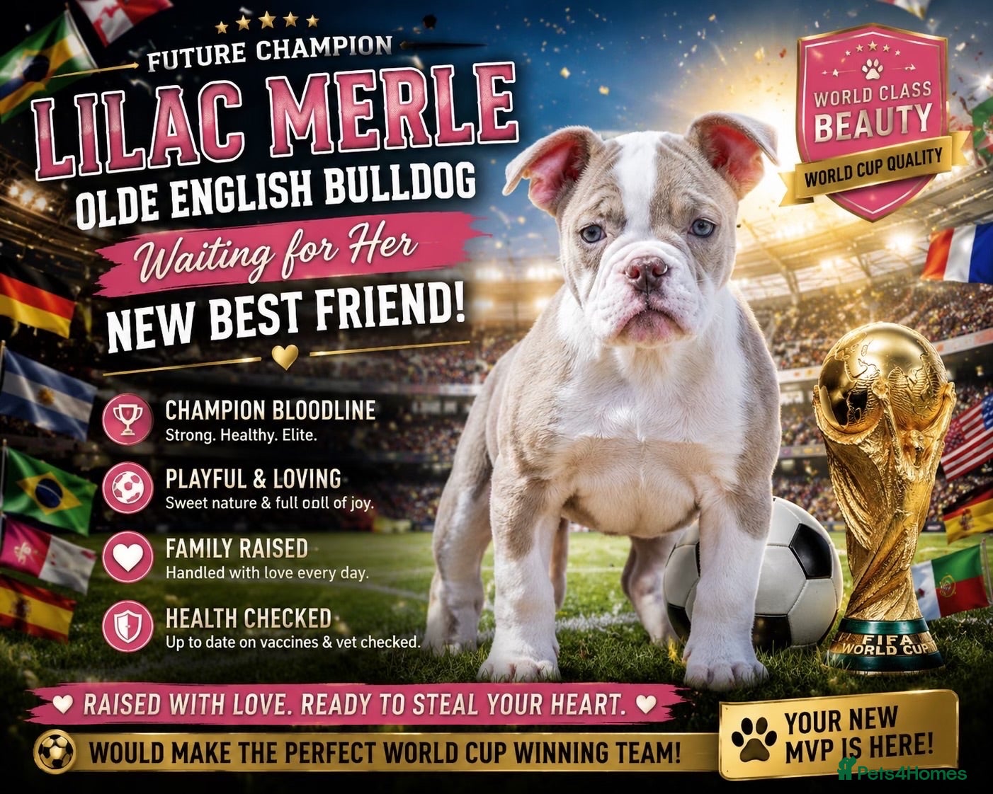 Olde English Bulldogge dogs 23❤️YEARS❤️5⭐️RATED❤️LICENSED❤️PROFESSIONALS❤️ - Advert 12
