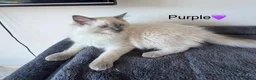 Ragdoll cats for sale: 🩵TWO Beautiful Bluepoint Ragdoll girls for sale🩵 - Advert 6