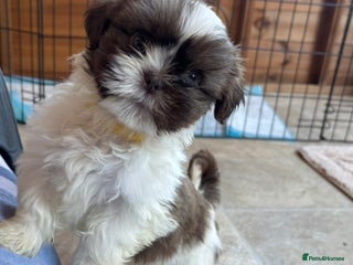 Shih Tzu dogs READY NOW one shih tzu boy puppy left - Advert 8