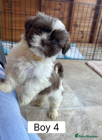 Shih Tzu dogs READY NOW one shih tzu boy puppy left - Advert 3