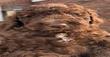 Labradoodle dogs - Advert 1