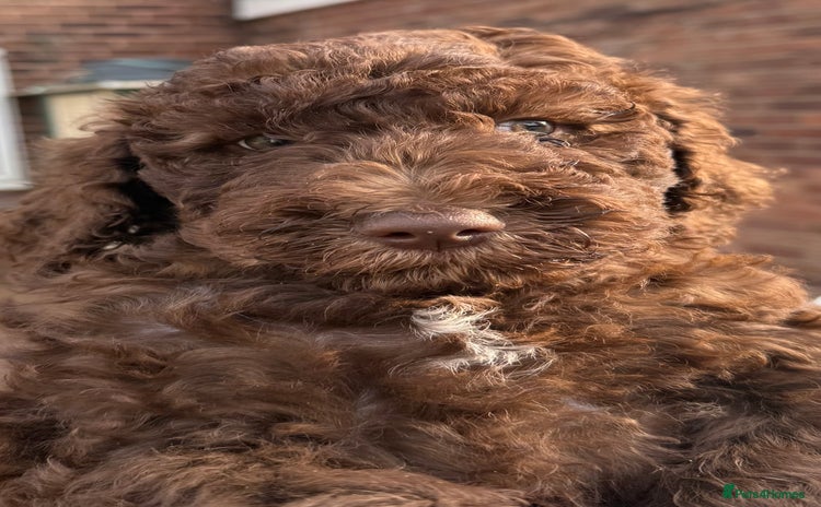 Labradoodle dogs - Advert 13