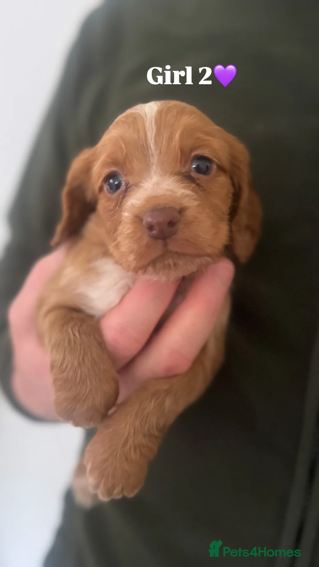 Cocker Spaniel dogs for sale: Cocker Spaniel Puppies.  - Advert 16