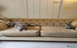 British Shorthair cats for sale: ⚡️🔥British 🔥shorthair kittens 😸  - Image 10