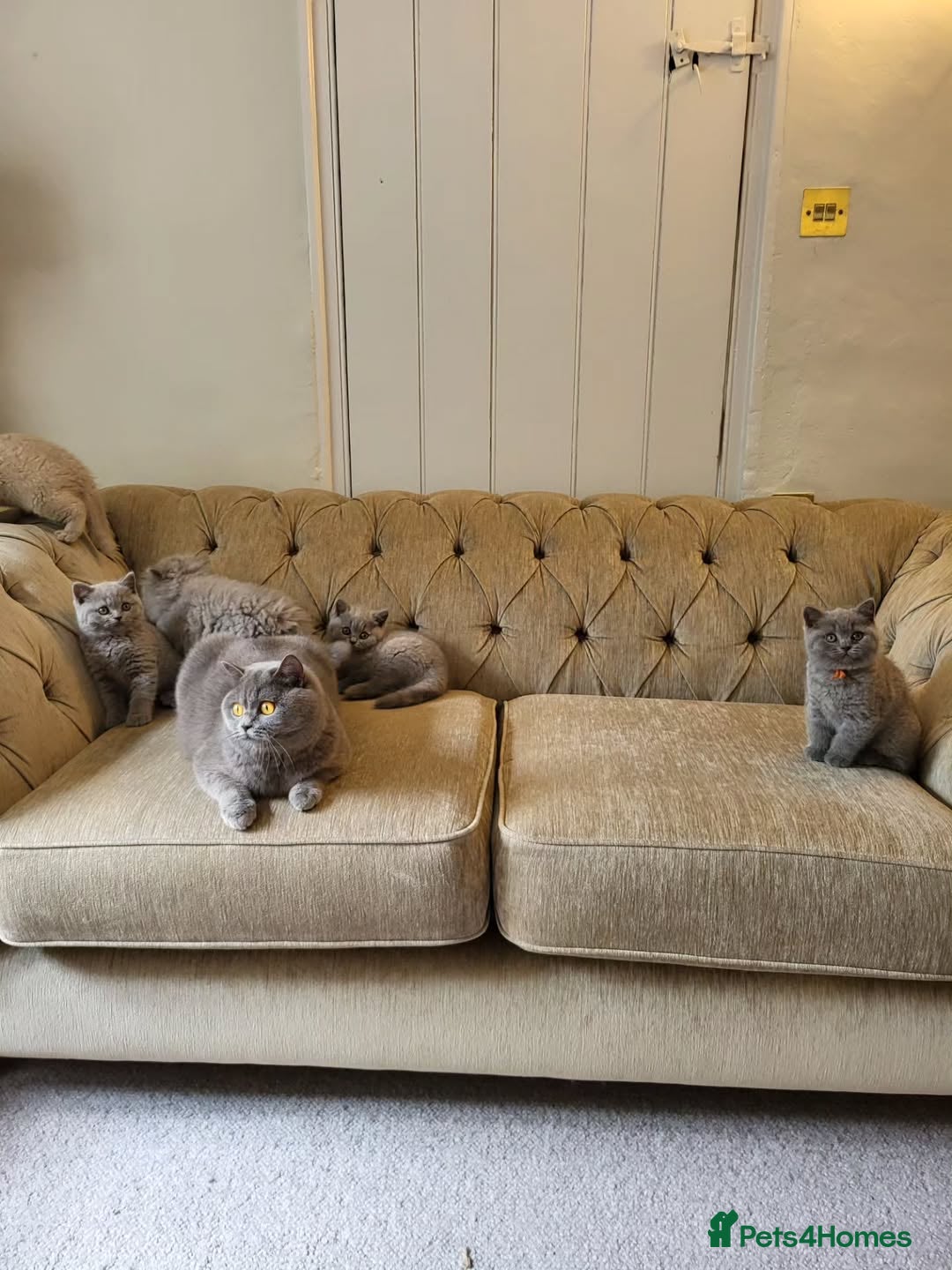 British Shorthair cats for sale: ⚡️🔥British 🔥shorthair kittens 😸  - Image 10