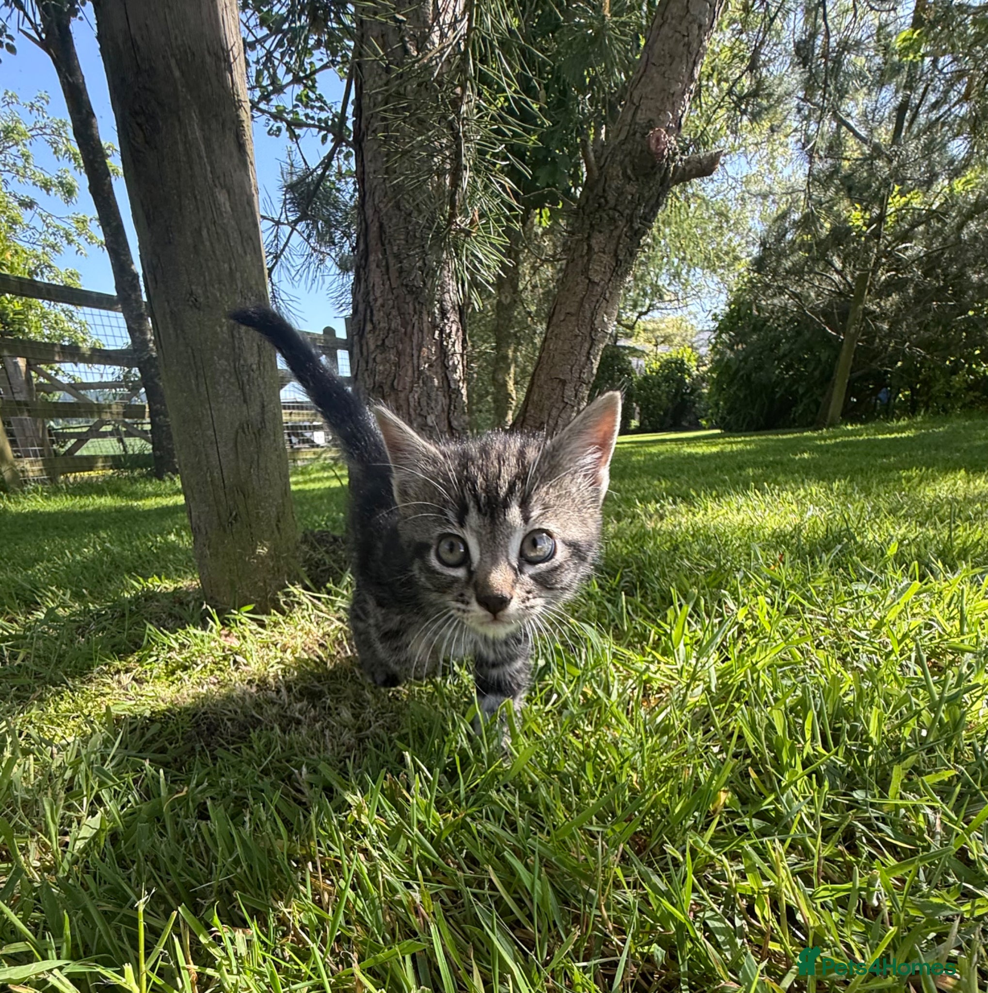Mixed Breed cats for sale: 1 Female Kitten for sale  - Advert 8
