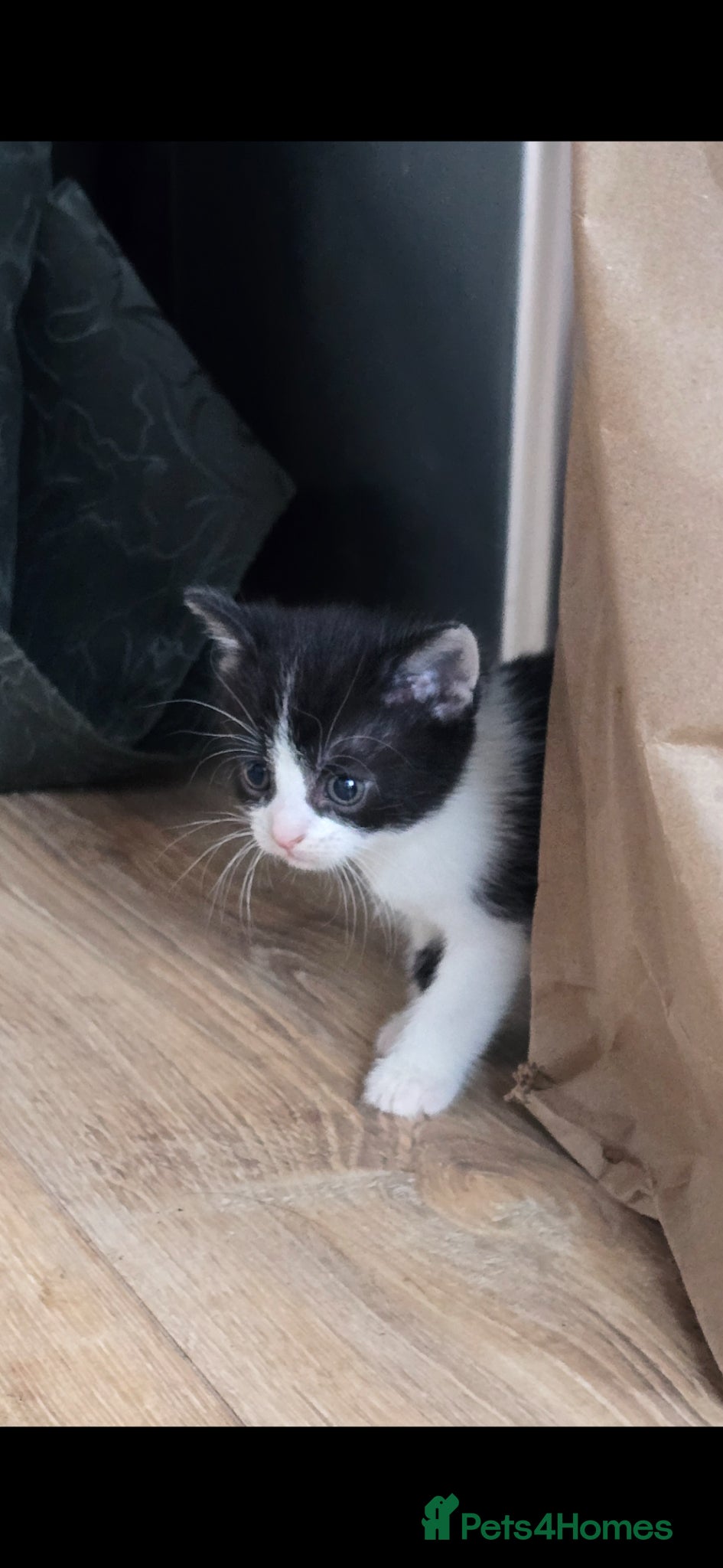 Mixed Breed cats for sale: Lovely 2 girl kittens 😸 😍  - Advert 11