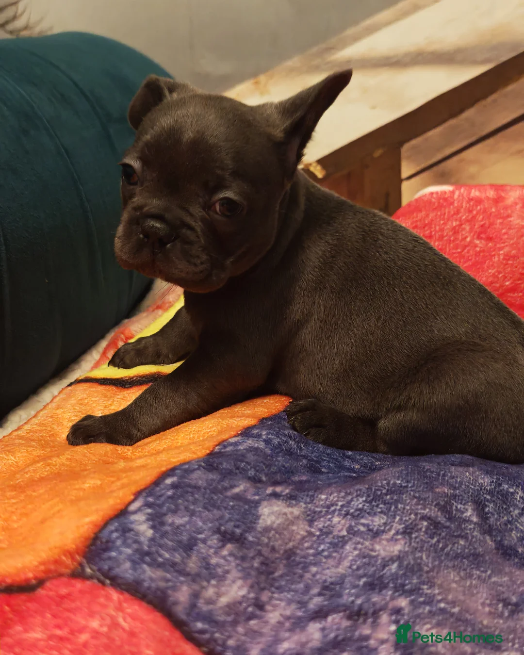 French Bulldog dogs for sale: 4 french bulldog female puppys - Advert 4
