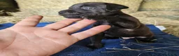 Patterdale Terrier dogs for sale: Patterdale Terriers  - Advert 13