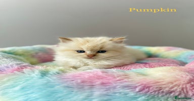 Ragdoll cats - Advert 6