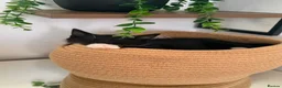 Maine Coon cats for sale: Mainecoon X Bombay X Tabby - Advert 16