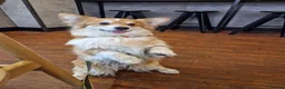 Welsh Corgi Pembroke dogs for sale: Stunning Fluffy Long-Haired (Fluffy) Corgi Puppies - Advert 19