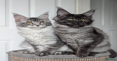 Maine Coon cats - Advert 3