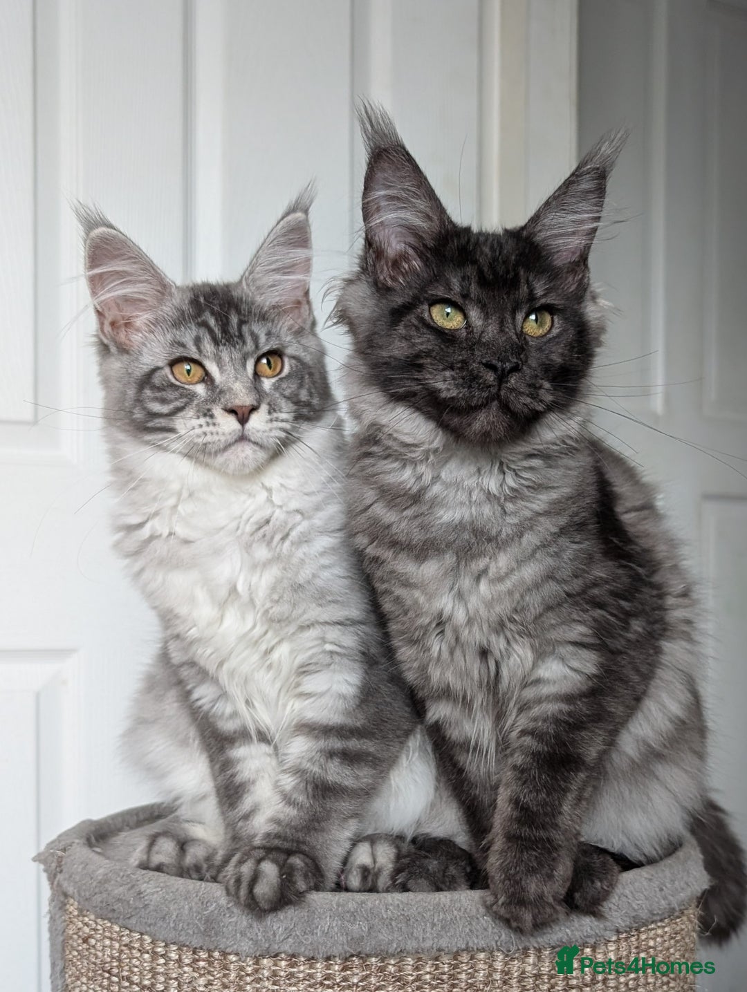 Maine Coon cats for sale:  LAST Black Smoke Maine coon girl available  - Image 3