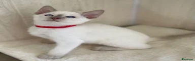 Siamese 5
