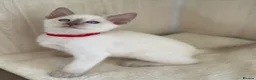 Siamese cats for sale: GCCF Registered Traditional Siamese Kittens  - Advert 17