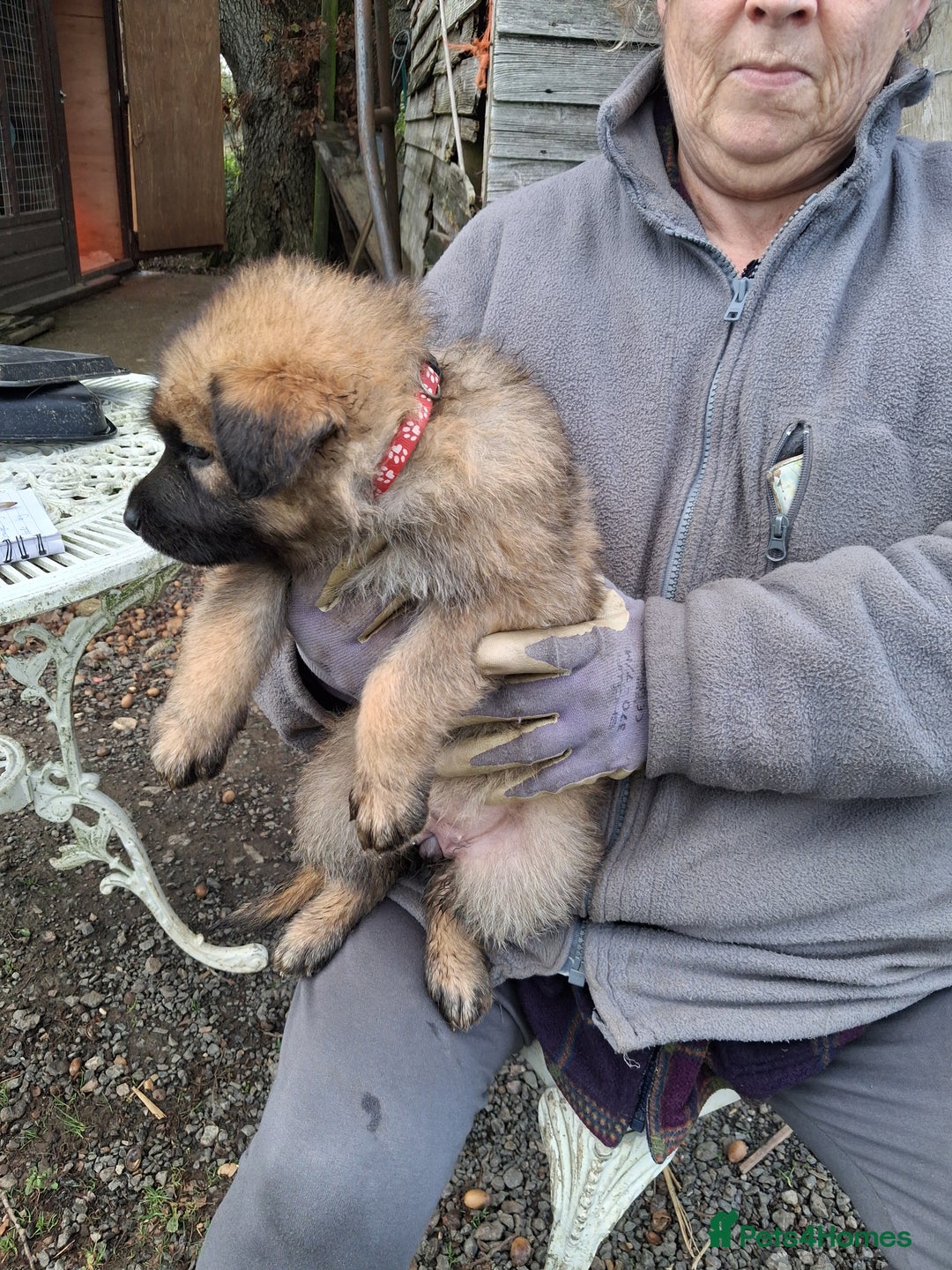 German Shepherd dogs for sale: Super litter of fully registered gsd pups - Advert 12