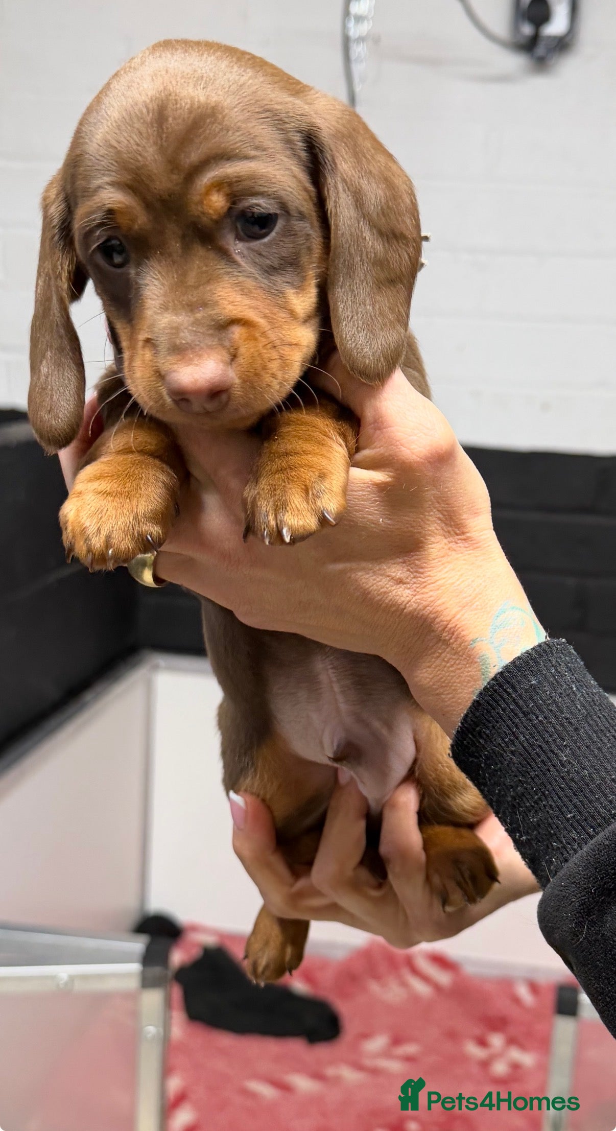Miniature Dachshund dogs Mini dachshund 1 long haired 2 smooth  - Advert 14