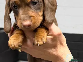 Miniature Dachshund dogs Mini dachshund 1 long haired 2 smooth - Advert 14