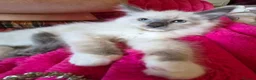 Ragdoll cats for sale: Cute purebred blue point mitted ragdoll kitten  - Advert 13