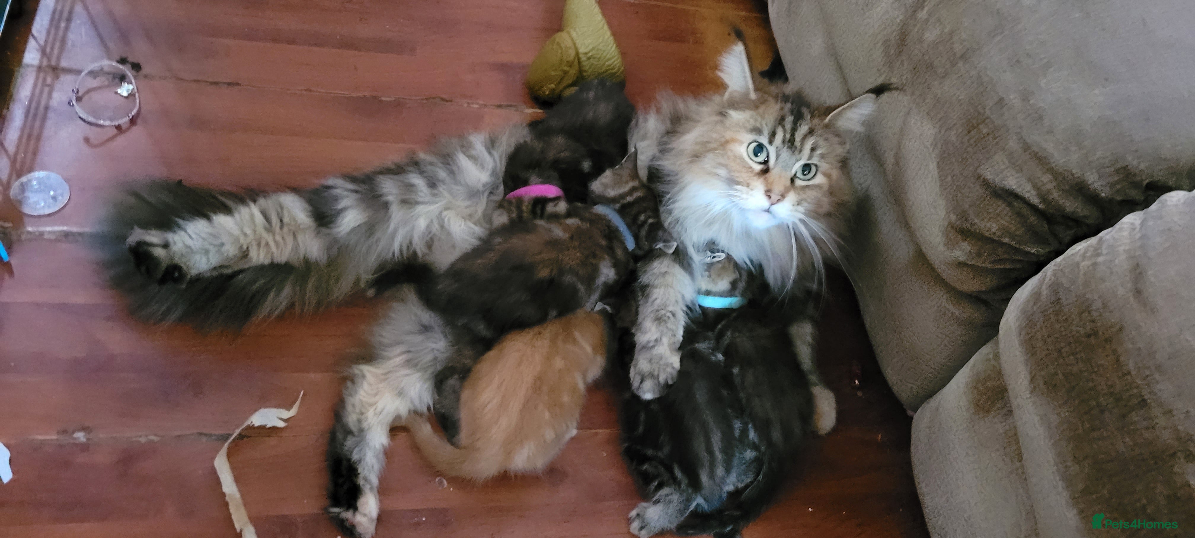 Maine Coon cats 5 georgous fluffy maincoon kittens for sale - Advert 8