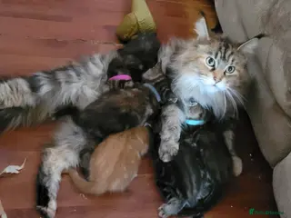 Maine Coon cats 5 georgous fluffy maincoon kittens for sale - Advert 2