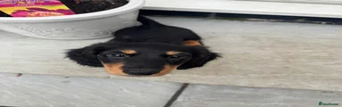 Black & Tan Miniature Dachshund Light Blue collar