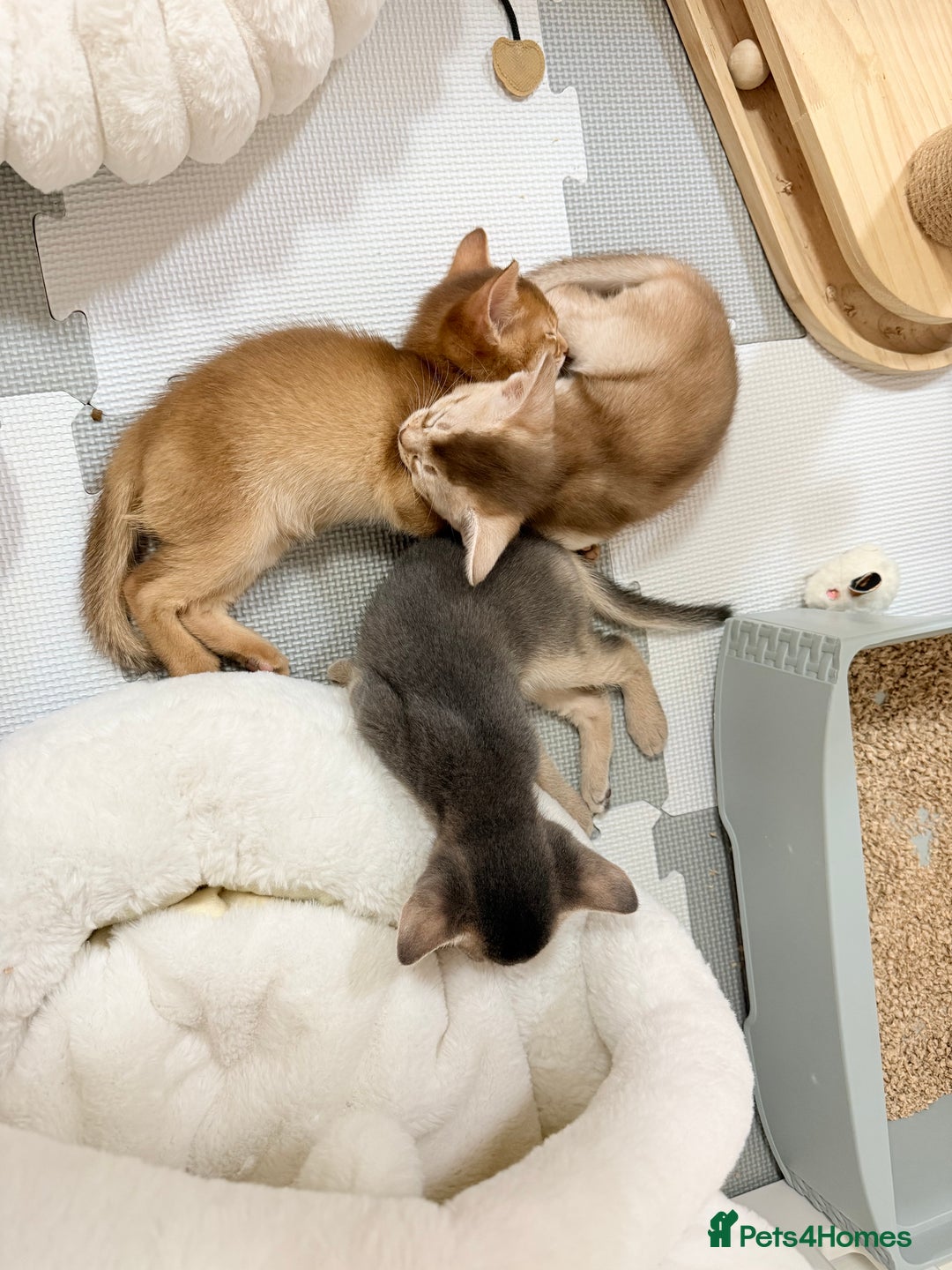 Abyssinian cats for sale: Abyssinian Kittens 🐾 - Advert 11