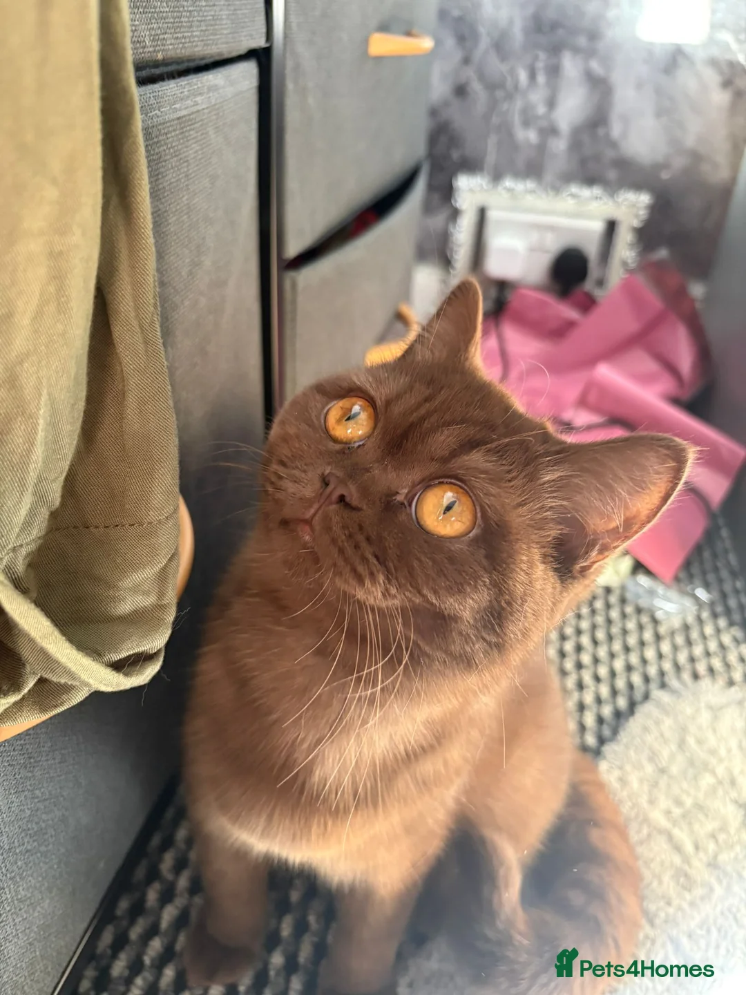 British Shorthair cats for sale: Adorable chocolate British shorthair kitten - Advert 2