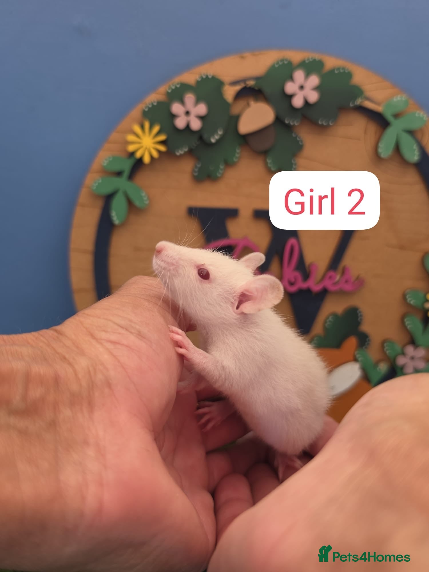 Rat rodents Baby Dwarf Rats Boys   - Advert 2