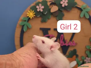 Rat rodents Baby Dwarf Rats Boys - Advert 2