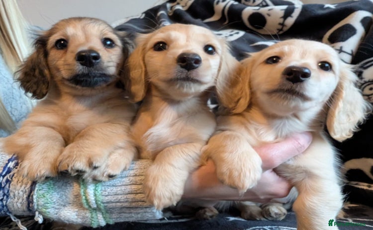 Miniature Dachshund dogs - Advert 1