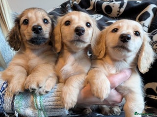 Miniature Dachshund dogs - Advert 5