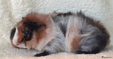 Guinea Pig rodents - Advert 14