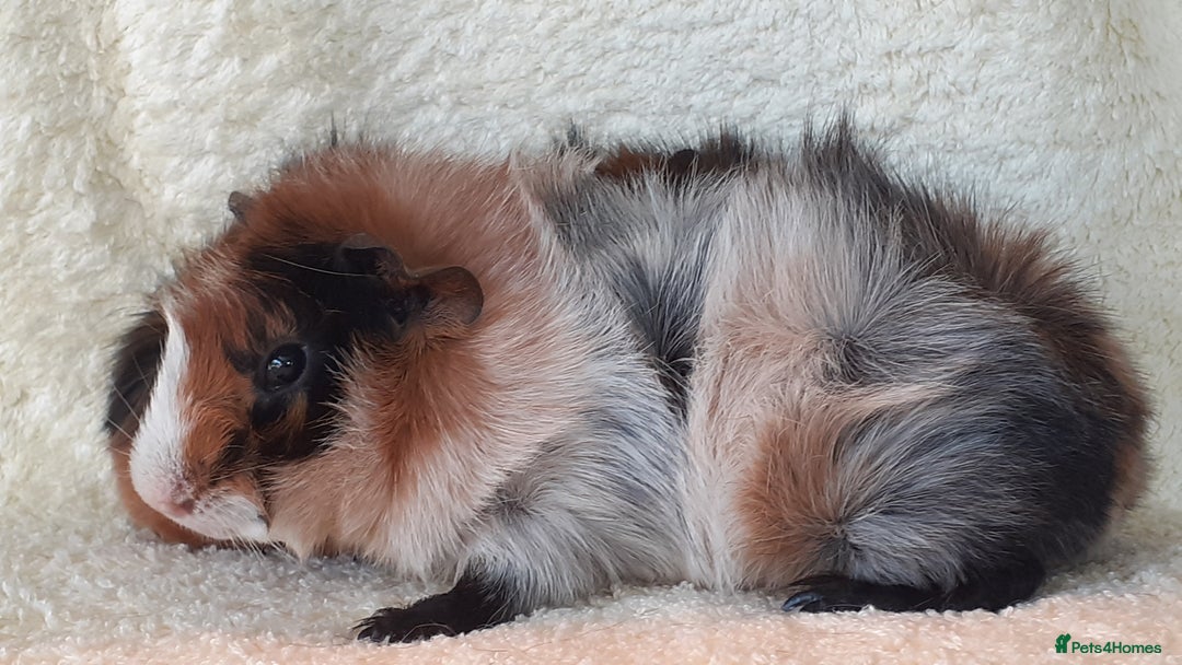 Guinea Pig rodents for sale: Pair bonded brothers  - Image 3