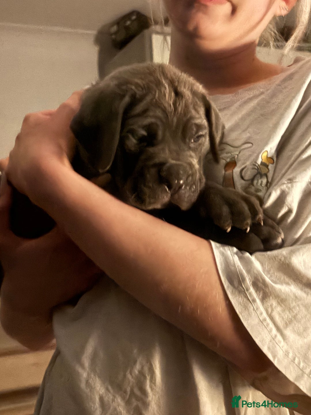 Cane Corso dogs for sale:  Pure breed Cane Corso  Puppies Looking for Homes  - Image 11