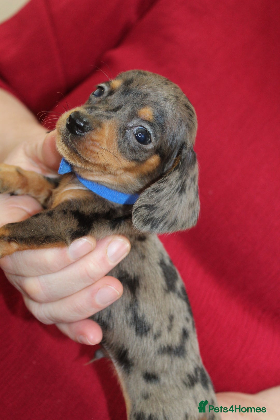 Miniature Dachshund dogs for sale: 🐶✨Smallest mini KC stunning litter ✨🐶 - Image 10